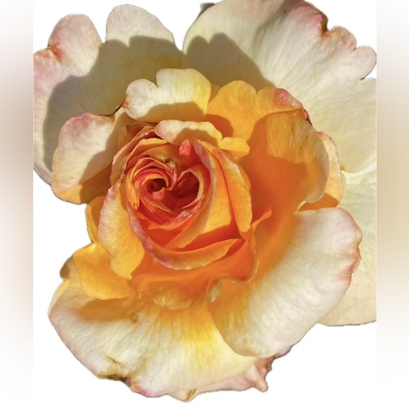 CC @SpaBloomFlow SHARE Show is LIVE πΌπΆβοΈβ»οΈ - Picture 13 of 14